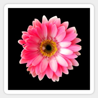 A Resplendent Gerbera Magnet